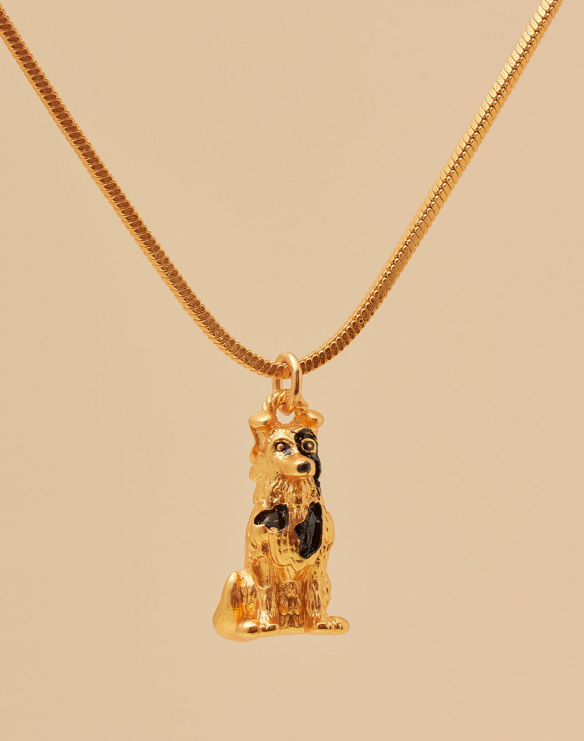 Collar Border Collie