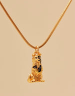 Collar Border Collie