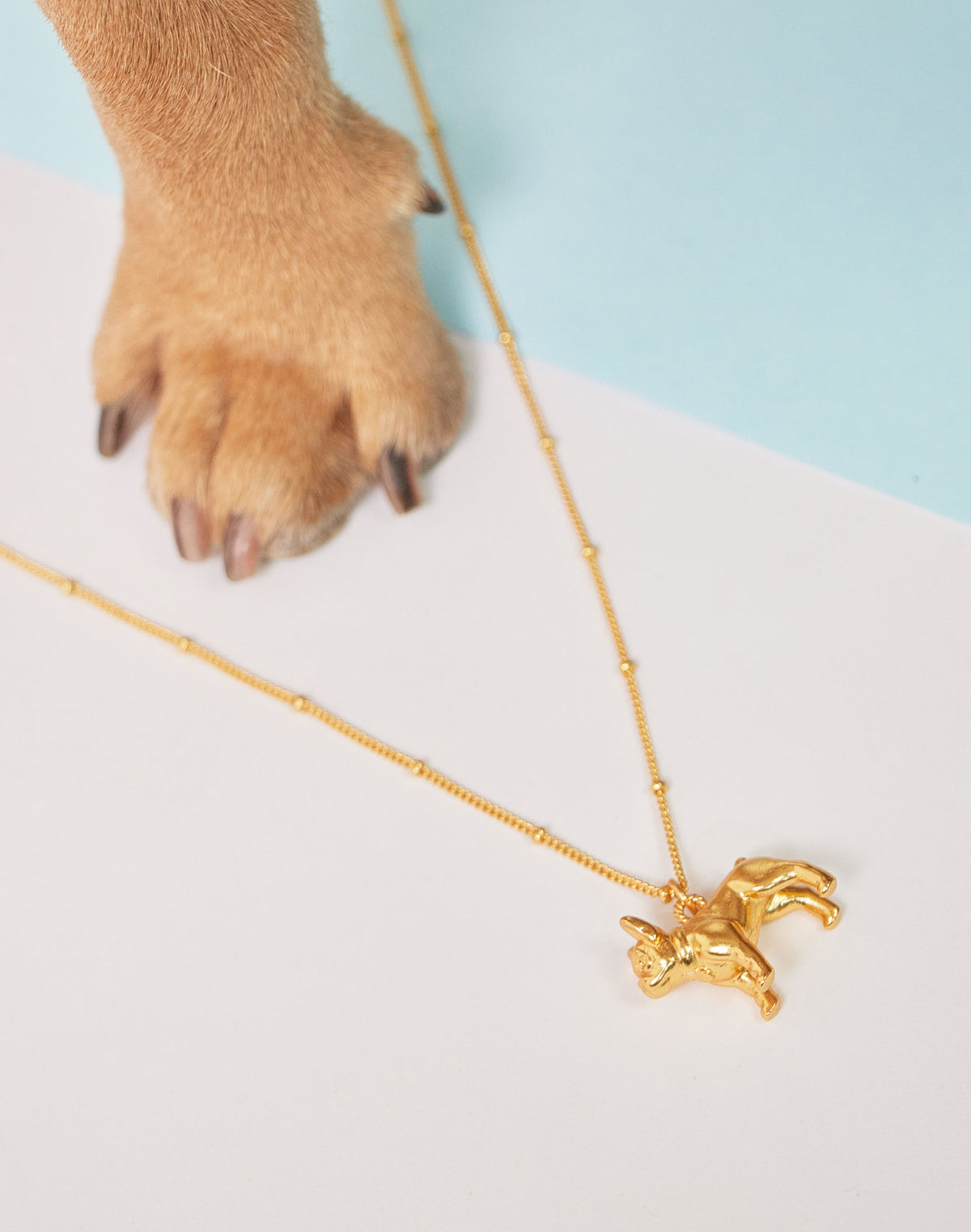 Collar Frenchie