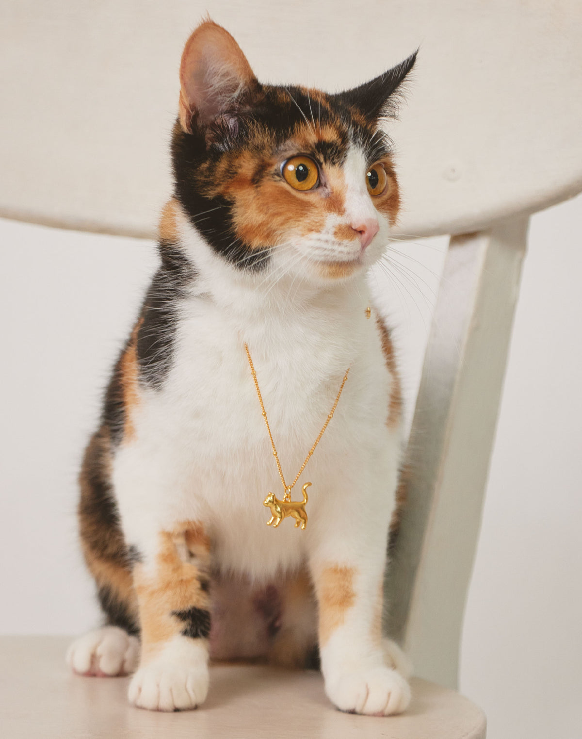Collar Gato Tiffany