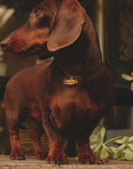 Collar Hot Dog