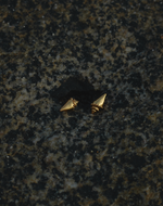 Set de Collar + Aretes Caracola